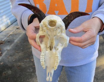 Goat skull from India with horns 5 inches - $70