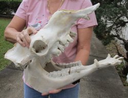18" B-Grade Camel Skull with lower jaw - $150