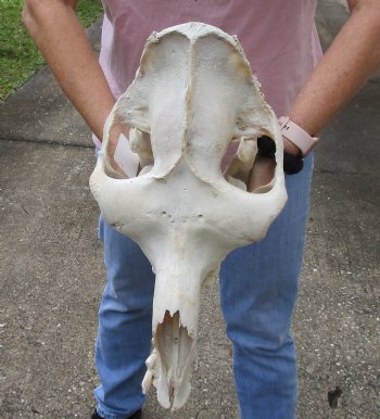 18" B-Grade Camel Skull with lower jaw - $150