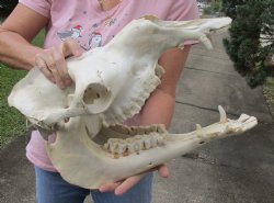 17" B-Grade Camel Skull with lower jaw - $150