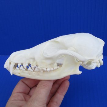 A-Grade 5-1/4" Red Fox Skull - $45