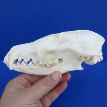 A-Grade 6" Red Fox Skull - $45