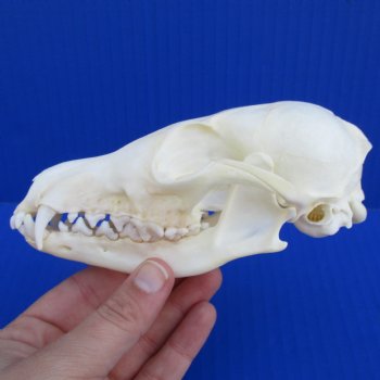 A-Grade 5-1/2" Red Fox Skull - $45