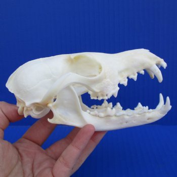 A-Grade 5-3/4" Red Fox Skull - $45