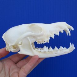 A-Grade 5-3/4" Red Fox Skull - $45