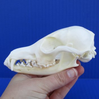 A-Grade 5" Red Fox Skull - $45