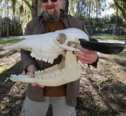 20" Indian Water Buffalo Skull with 16" Horns - $110
