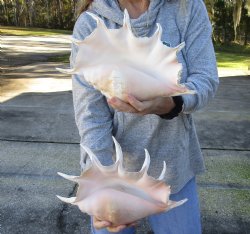 2 pc lot 13" Giant Spider Conch Shells - $31