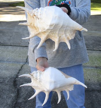 2 pc lot 13" Giant Spider Conch Shells - $31