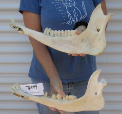 Authentic Water Buffalo lower jaw/half bones 17-18 inches - $25