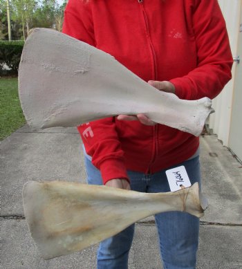 Buy this Authentic 2 piece lot of Water Buffalo Shoulder Blade Bones measuring 16 inches - <font color=red>Special Price </font> $20