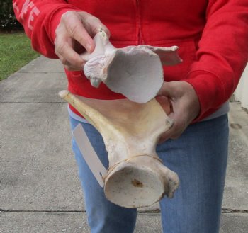 Buy this Authentic 2 piece lot of Water Buffalo Shoulder Blade Bones measuring 16 inches - <font color=red>Special Price </font> $20