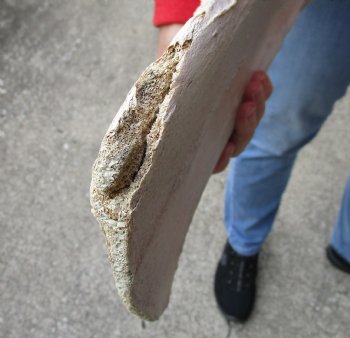 Buy this Authentic 2 piece lot of Water Buffalo Shoulder Blade Bones measuring 16 inches - <font color=red>Special Price </font> $20