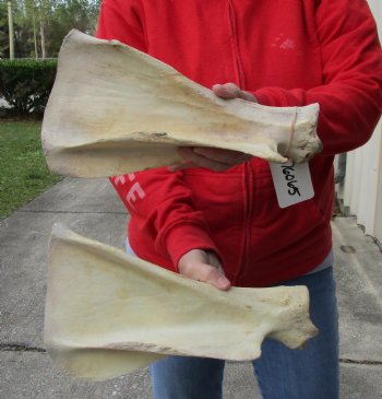 Authentic 2 piece lot of Water Buffalo Shoulder Blade Bones measuring 13 and 14 inches - <font color=red>Special Price </font> $20