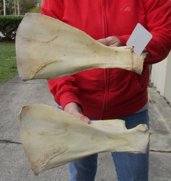 Authentic 2 piece lot of Water Buffalo Shoulder Blade Bones measuring 13 and 14 inches - <font color=red>Special Price </font> $20