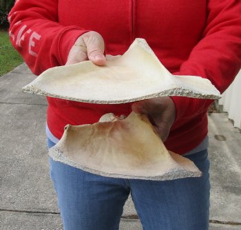 Authentic 2 piece lot of Water Buffalo Shoulder Blade Bones measuring 13 and 14 inches - <font color=red>Special Price </font> $20