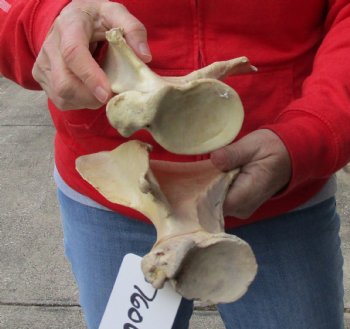Authentic 2 piece lot of Water Buffalo Shoulder Blade Bones measuring 13 and 14 inches - <font color=red>Special Price </font> $20