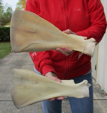 Authentic 2 piece lot of Water Buffalo Shoulder Blade Bones measuring 13 and 14 inches - <font color=red>Special Price </font> $20