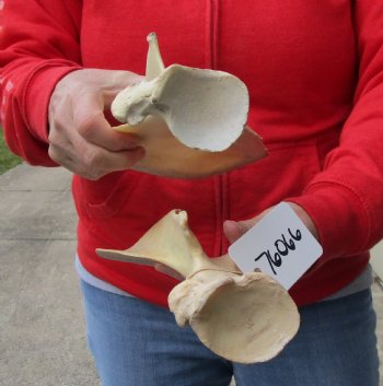 Authentic 2 piece lot of Water Buffalo Shoulder Blade Bones measuring 13 and 14 inches - <font color=red>Special Price </font> $20