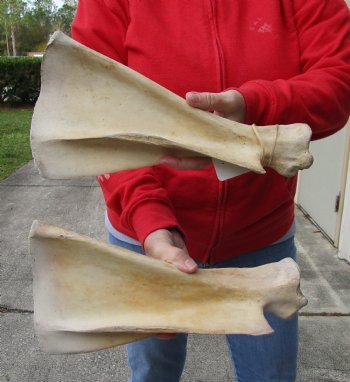 Buy this Authentic 2 piece lot of Water Buffalo Shoulder Blade Bones measuring 13 and 14 inches - <font color=red>Special Price </font> $20