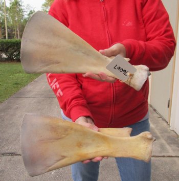Buy this Authentic 2 piece lot of Water Buffalo Shoulder Blade Bones measuring 13 and 14 inches - <font color=red>Special Price </font> $20