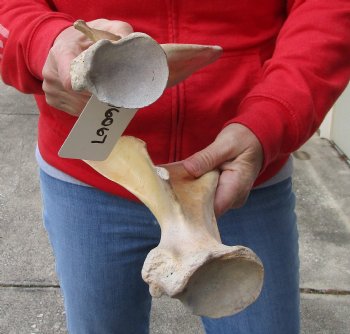 Buy this Authentic 2 piece lot of Water Buffalo Shoulder Blade Bones measuring 13 and 14 inches - <font color=red>Special Price </font> $20