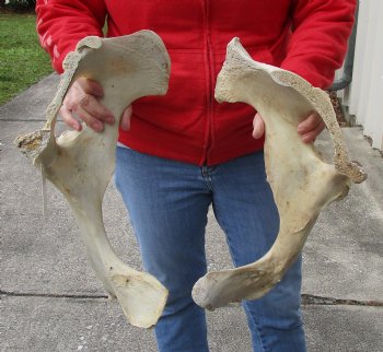 Authentic 2 piece lot of Water Buffalo Hip Bones-Half 18 & 20 inches - <font color=red>Special Price </font> $20