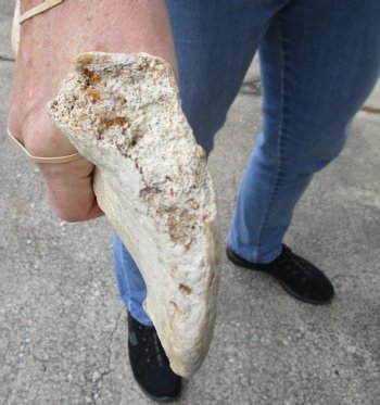 Authentic 2 piece lot of Water Buffalo Hip Bones-Half 18 & 20 inches - <font color=red>Special Price </font> $20