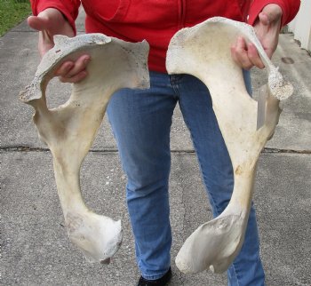 Two Water Buffalo Hip Bones-Half 19 & 17 inches
