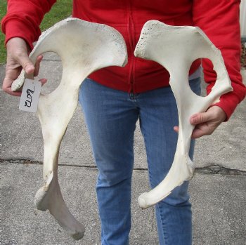 2 piece lot of Authentic Water Buffalo hip bones-half 16 & 19 inches - Buy now for <font color=red>Special Price </font> $20