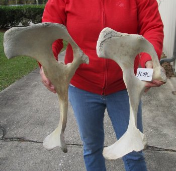 Authentic 2 piece lot of Water Buffalo Hip Bones-Half 17 & 18 inches - <font color=red>Special Price </font> $20