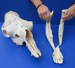 19" C-Grade Camel Skull with BROKEN lower jaw - For Sale for $70
