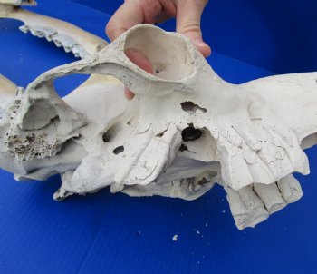 18" C-Grade Camel Skull with BROKEN lower jaw - For Sale for $70