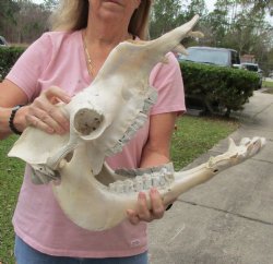 17" B-Grade Camel Skull with lower jaw - Available for sale for $150