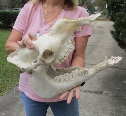 18" B-Grade Camel Skull with lower jaw - For Sale for $150