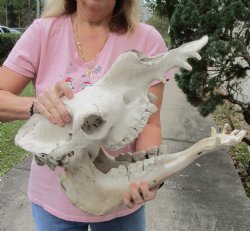 18" C-Grade Camel Skull with lower jaw - For Sale for $120