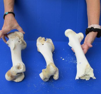 Genuine 3 piece lot of B-Grade Buffalo Leg Bones (Humerus and Femur)) For Sale $20/lot