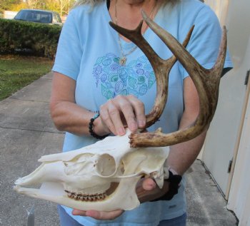 5 point Whitetail Deer skull with 11 inch main beam - $75