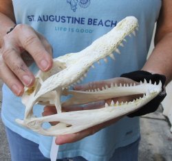 Authentic B-Grade Florida Alligator Skull, 7-1/2" x 3" for $55