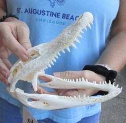 Real B-Grade Florida Alligator Skull, 8" x 3-1/2" For Sale now for $55
