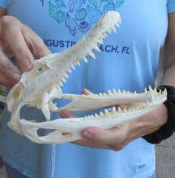 Authentic B-Grade Florida Alligator Skull, 8" x 3-1/2" for $55