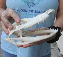 Damaged Florida Alligator Skull, (Damaged Nose) 7-1/2 inches - Buy now for $20