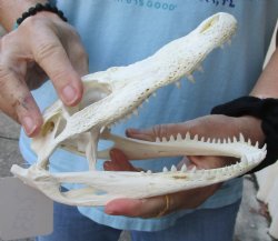 Authentic B-Grade Florida Alligator Skull, 7-1/2" x 3-1/2" for $55