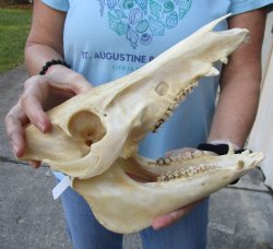 B-Grade Wild Boar Skull 11-1/2 inches For Sale for $30