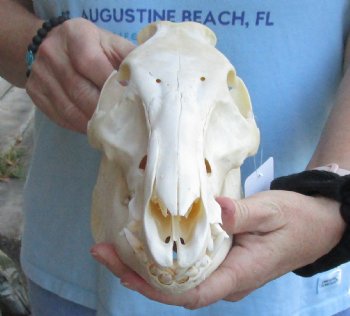 Authentic Wild Boar Skull 11 inches For Sale for $40