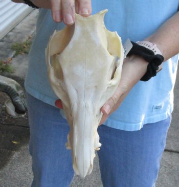 Authentic Wild Boar Skull 11 inches For Sale for $40