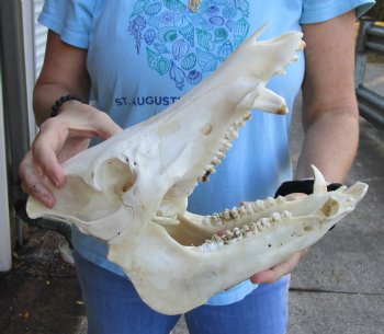 Buy this Authentic Wild Boar Skull 12-1/2 inches for $50