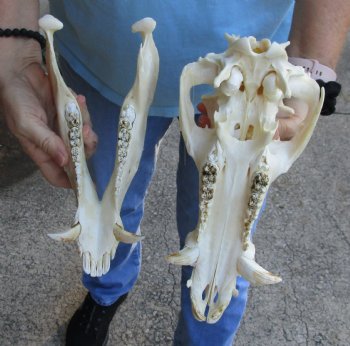 Buy this Authentic Wild Boar Skull 12-1/2 inches for $50
