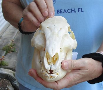 Real Wild Boar Skull 9-1/2 inches For Sale for $35