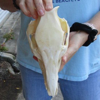 Real Wild Boar Skull 9-1/2 inches For Sale for $35